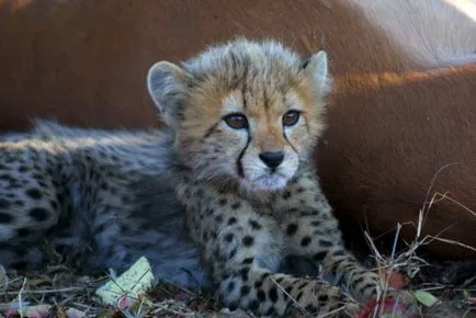 Cheetah (leírás, fotó 30)