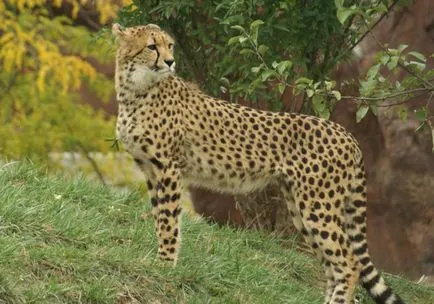 Cheetah (descriere, foto 30)