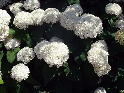 copac hortensie - udare de îngrijire și de reproducere copac hortensie, tăierea; aterizare hortensie