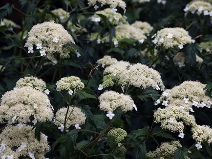 copac hortensie - udare de îngrijire și de reproducere copac hortensie, tăierea; aterizare hortensie