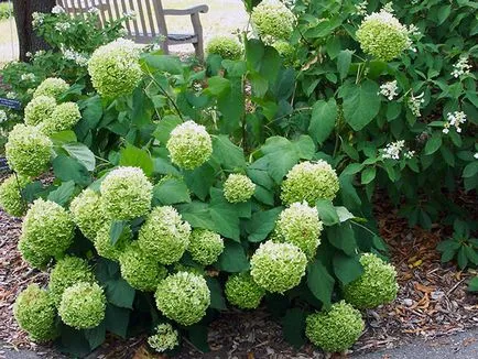 copac hortensie - udare de îngrijire și de reproducere copac hortensie, tăierea; aterizare hortensie