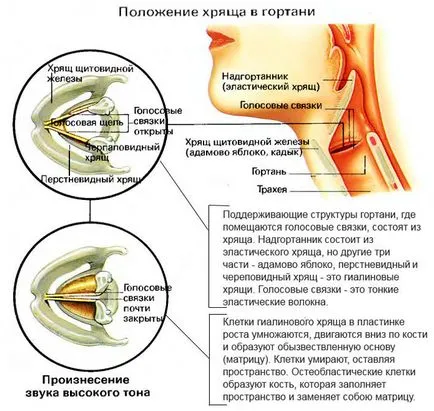 Hialin, fibroase, tipuri de cartilaj elastice ale scheletului uman