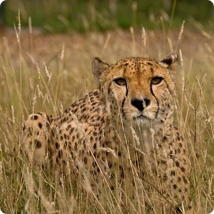 Cheetah (на латински: