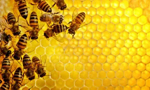 Мед от елда - полза и вреда за деца и възрастни