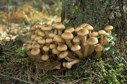 Ciuperci Dubovik - proprietăți utile, contraindicații și rețete