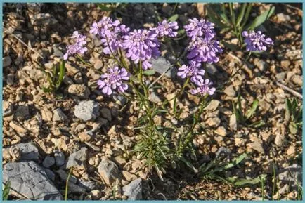 plantare Iberis și de îngrijire, fotografie, soiuri de reproducere, în creștere în câmp deschis și în combinație