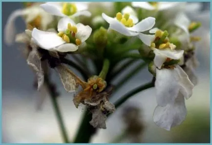 plantare Iberis și de îngrijire, fotografie, soiuri de reproducere, în creștere în câmp deschis și în combinație