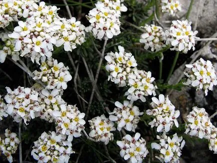 plantare Iberis și de îngrijire, fotografie, soiuri de reproducere, în creștere în câmp deschis și în combinație