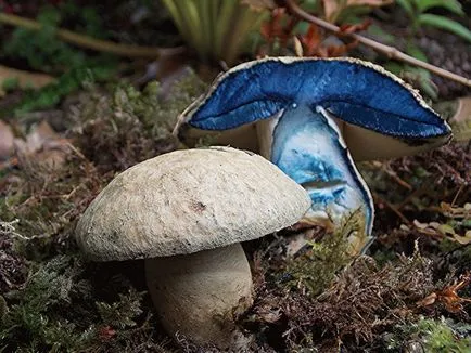 Gomba Dubovik - hasznos tulajdonságok, ellenjavallatok és receptek