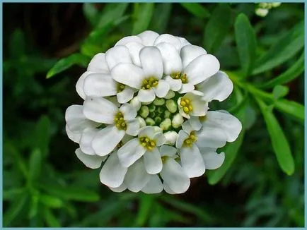 plantare Iberis și de îngrijire, fotografie, soiuri de reproducere, în creștere în câmp deschis și în combinație