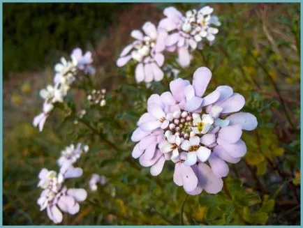 plantare Iberis și de îngrijire, fotografie, soiuri de reproducere, în creștere în câmp deschis și în combinație