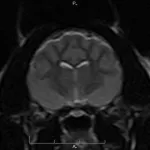 Ischaemiás encephalopathia, a világ állatorvosok