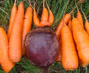 Как да се засадят моркови цвекло, как да засадят