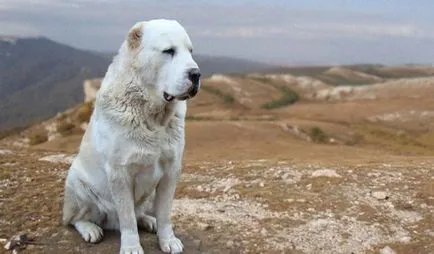 Hogyan válasszuk ki a házőrző