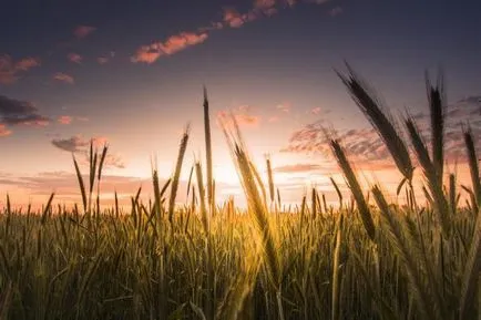 Cum de a fotografia natura în sfaturi de vară sau de iarnă