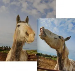 Hogyan kell tanítani egy lovat mosolyogni