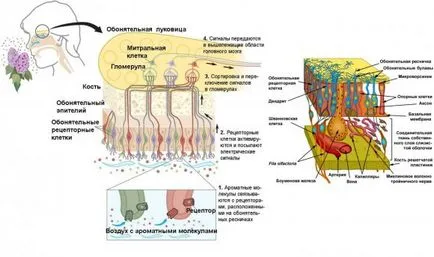 Как възприемаме миризми