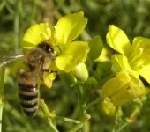 Albinele reciclați nectar apicultura practică