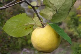 Hogyan transzplantáció felnőtt birsalma, a 6 hektáros