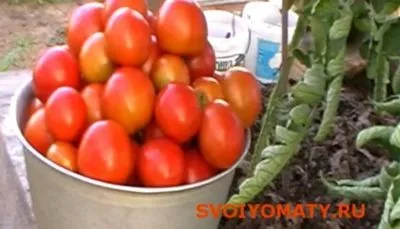 Care este randamentul de tomate (tomate) pot fi obținute din tufiș în centrul România, despre tomate