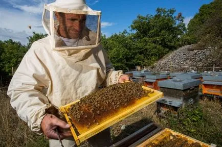 Hogy a méhek a méz miért és mennyi összegyűjtjük, és hagyjuk (videó)