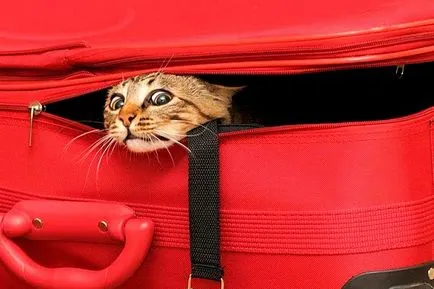 Как да се транспортира котка в друг град или държава