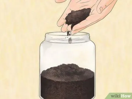 Как да хванете мравка царица