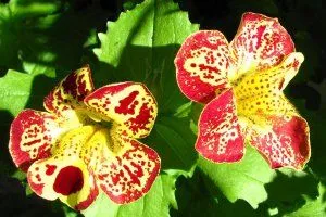 Hogyan növekszik mimulyus (Mimulus) magról