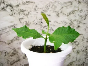 Как да расте кашу, отколкото полезни растения (снимка)