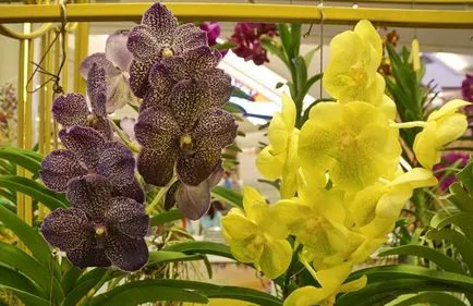 Cum să se pregătească un substrat pentru Phalaenopsis - care este un substrat pentru orhidee - flori