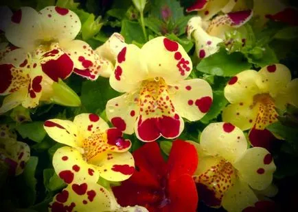 Hogyan növekszik mimulyus (Mimulus) magról