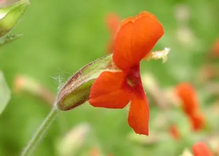 Как да расте mimulyus (mimulus) от семена