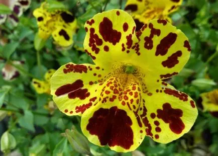 Cum să crească mimulyus (Mimulus) din semințe