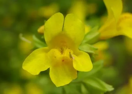 Как да расте mimulyus (mimulus) от семена