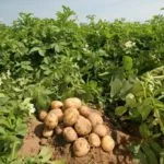 Как Ridger за картофи с ръцете си стъпка по стъпка препоръки