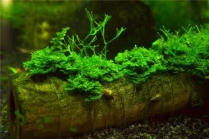 Cum de a pune Java Moss, fotografii și conținut în acvariu