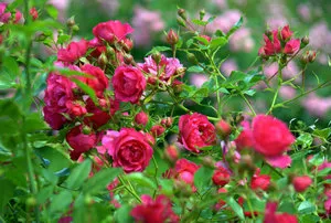 Как да си направим и поставете розова градина в страната със собствените си ръце