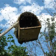 Hogyan készítsünk hőkamrában kezelésére méhek a saját kezét, és hogy az ilyen hőkezelés