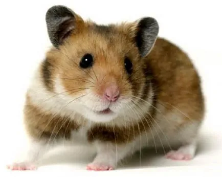 Cum să păstrați hamsteri acasă, animale de companie