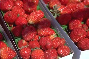 Cum să crească căpșuni în Israel, principala ferma-portal - totul despre afacerile agriculturii