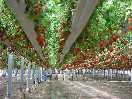 Cum să crească căpșuni în Israel - domiciliu mame