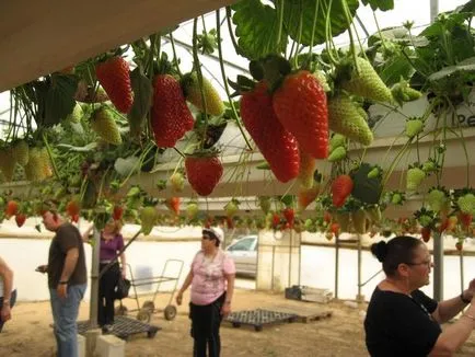 Cum să crească căpșuni în Israel - domiciliu mame