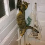 Как да защитим стената от котки, джинджифил котка