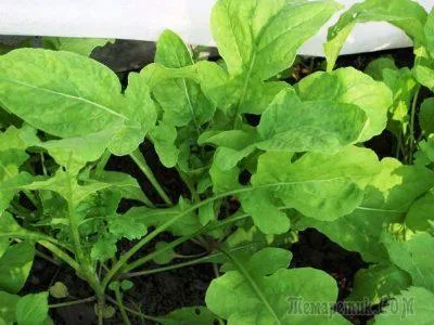 plantă salată rucola