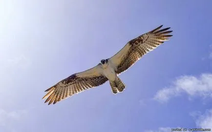 Peregrine - a leggyorsabb madár a földön - 14 fotó - kép - képek természetes világ