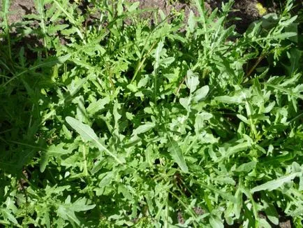 plantă salată rucola