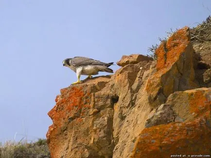 Peregrine - a leggyorsabb madár a földön - 14 fotó - kép - képek természetes világ