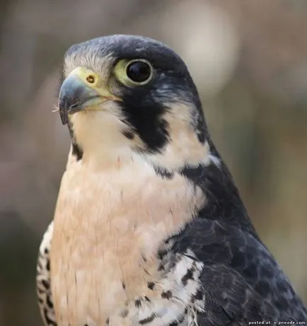 Peregrine - a leggyorsabb madár a földön - 14 fotó - kép - képek természetes világ