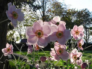 Cum este plantarea și îngrijirea anemonele japoneze și de Caen (soiuri Foto)