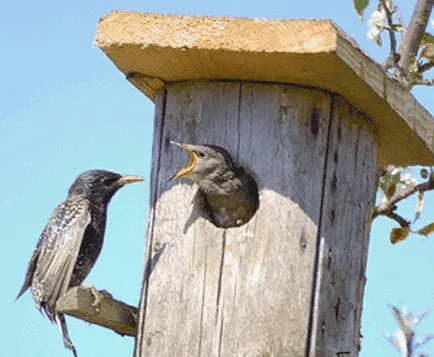 Как да привлечем птици до хранилката
